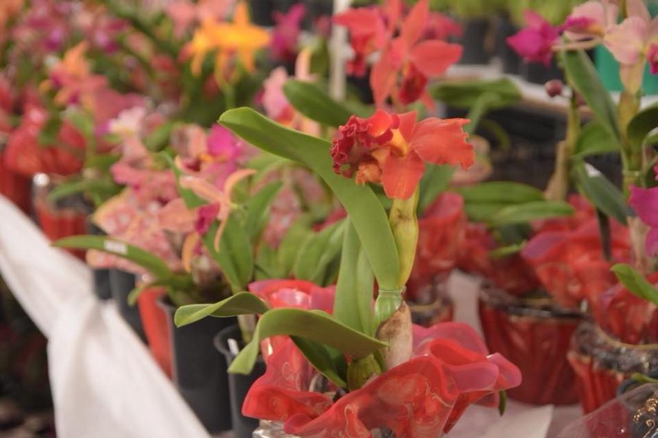 17-exposicao-de-orquideas-acontece-neste-final-de-semana.jpg