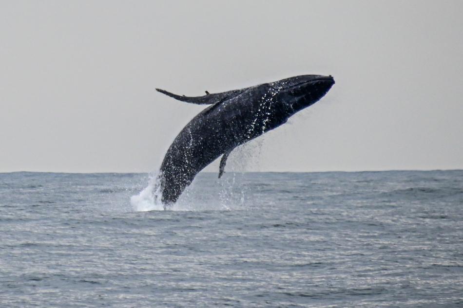 com-quase-700-registros-ilhabela-tem-temporada-historica-de-baleias-jubarte-em-2025-1.jpg