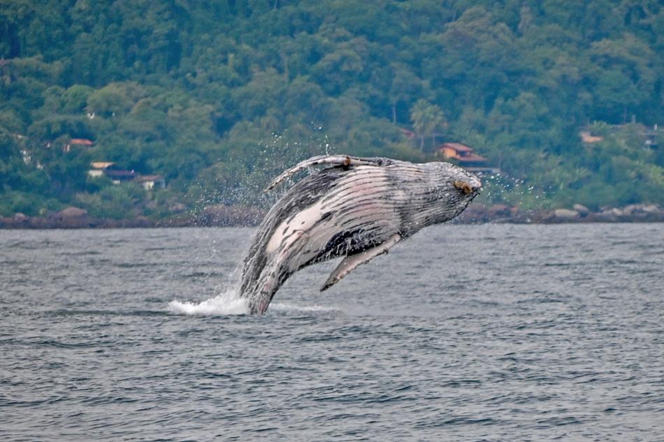 prefeito-toninho-colucci-abre-oficialmente-a-temporada-de-avistamento-de-baleias-e-golfinhos-em-ilhabela-4.jpg