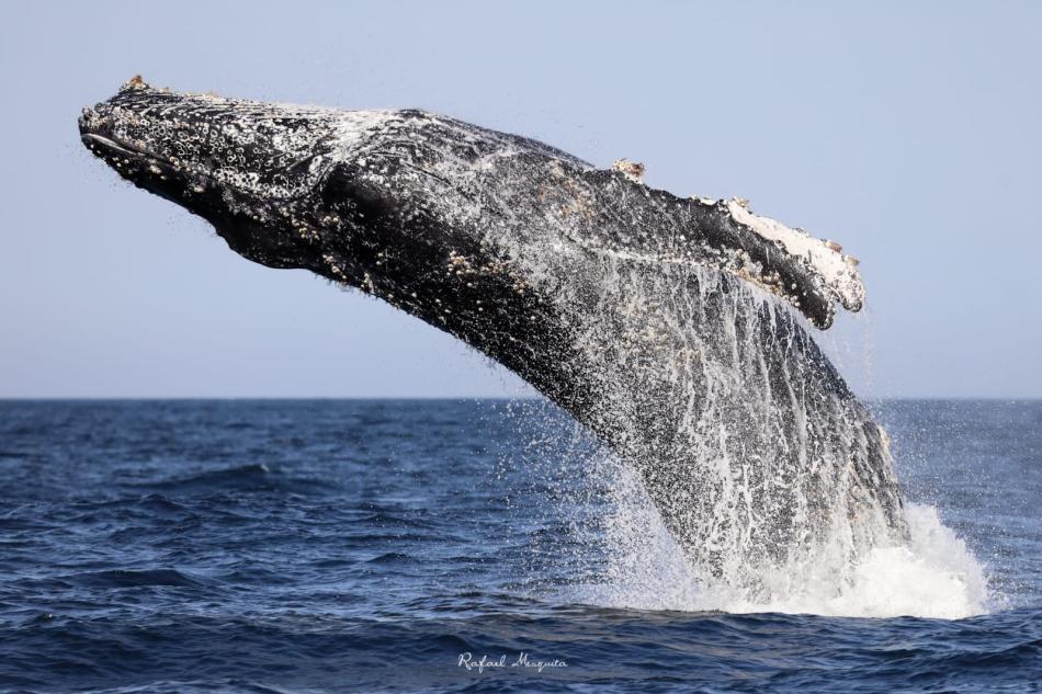temporada-de-baleias-ilhabela-e-destaque-na-midia-nacional-e-encanta-o-brasil.jpeg